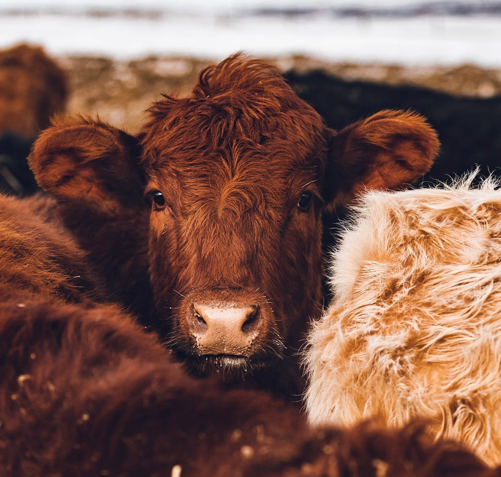 Top Beef Organ Supplements for 2023